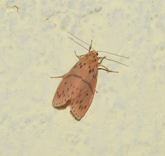 Miltochrista arcuata