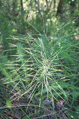 Equisetum pratense