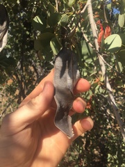 Lysiphyllum cunninghamii