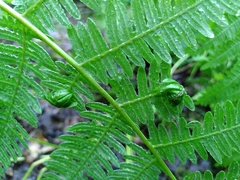 Chirosia grossicauda