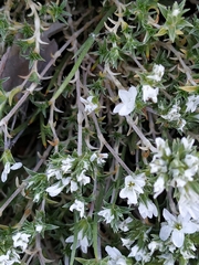 Arenaria aggregata