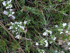 Arenaria aggregata