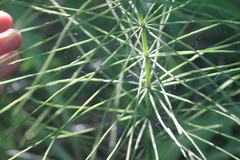 Equisetum pratense