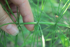 Equisetum pratense