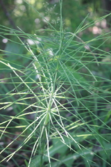 Equisetum pratense