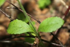 Veronica officinalis