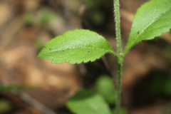 Veronica officinalis