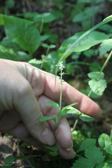 Veronica officinalis