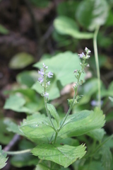 Veronica officinalis