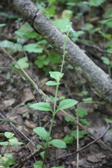 Veronica officinalis