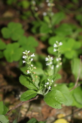 Veronica officinalis