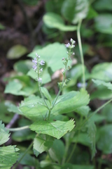 Veronica officinalis