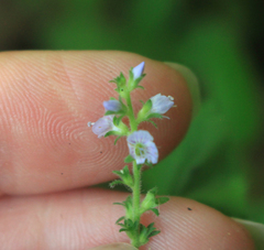 Veronica officinalis