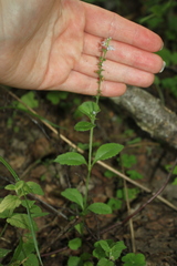 Veronica officinalis