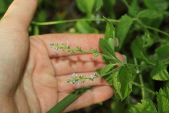 Veronica officinalis
