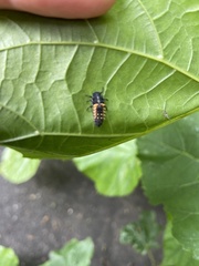 Harmonia axyridis