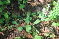 Veronica officinalis