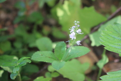 Veronica officinalis