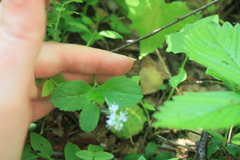 Veronica officinalis