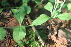 Veronica officinalis