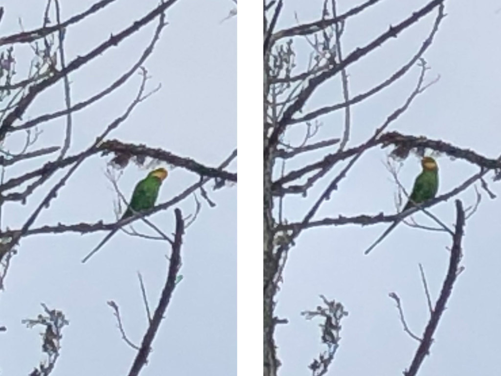 Superb Parrot