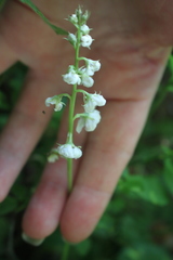 Pyrola rotundifolia