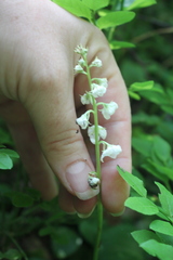 Pyrola rotundifolia