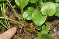 Pyrola rotundifolia