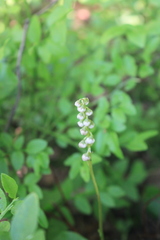 Pyrola rotundifolia