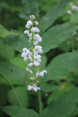 Pyrola rotundifolia