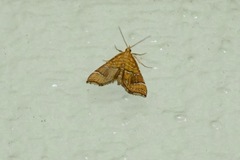 Musotima