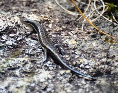 Trachylepis varia
