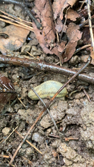 Arion fasciatus