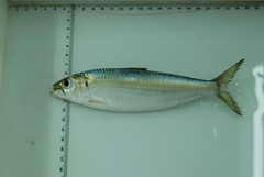 Sardinella lemuru