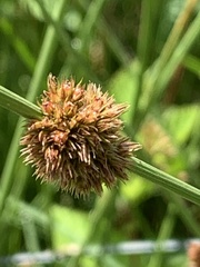Juncus conglomeratus