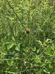 Juncus conglomeratus