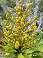 Dracaena xiphophylla image