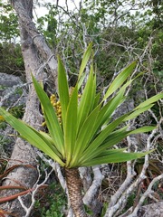 Dracaena xiphophylla image