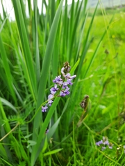 Oxytropis glabra
