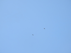 Spilornis cheela