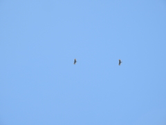 Spilornis cheela