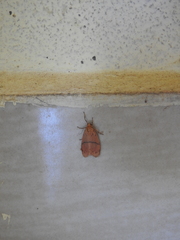 Miltochrista arcuata