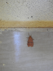 Miltochrista arcuata