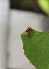 Eristalinus quinquestriatus