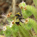 photo of Crotch's Bumble Bee (Bombus crotchii)