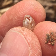 Daedalochila mooreana