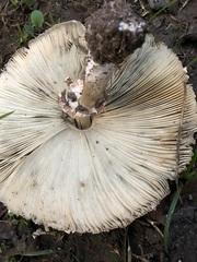 Chlorophyllum