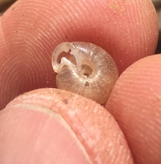 Daedalochila mooreana