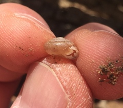 Daedalochila mooreana