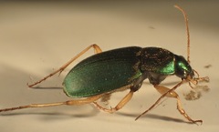 Chlaenius sericeus